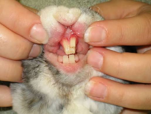 DENTAL DISEASE OR OVERGROWN TEETH IN RABBITS